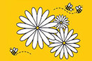 Flowers 2