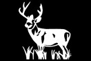 Elk White