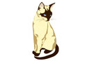 Cat 2