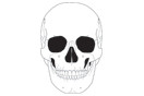Skull 3