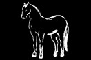 Horse 5